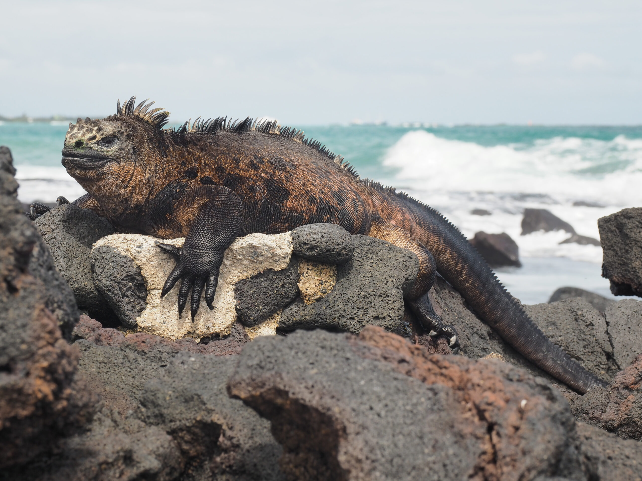 Crazy Facts About The Marine Iguana - Ethologix