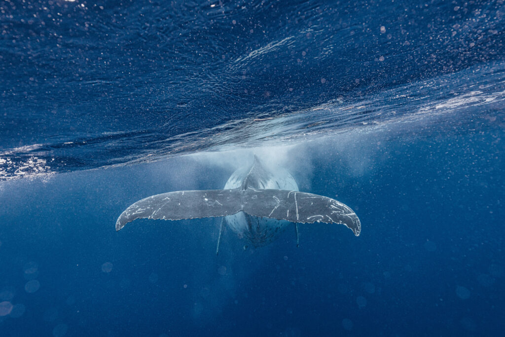 Facts-about-humpback-whales