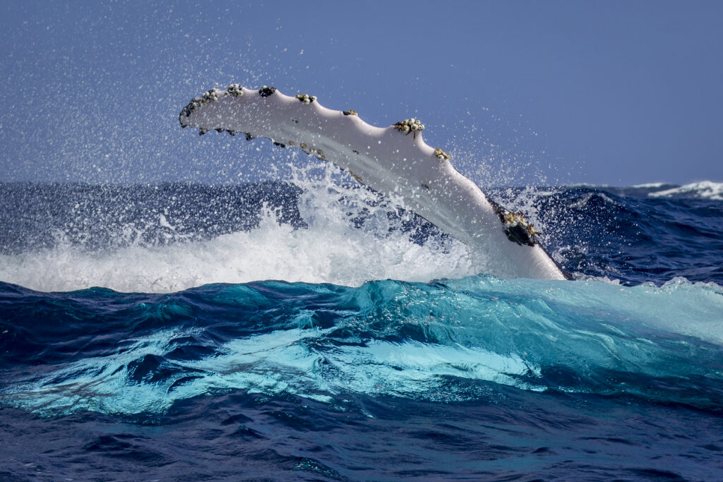 how-do-humpback-whales-mate