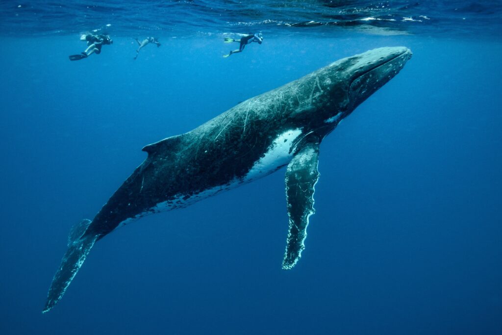 how-do-humpback-whales-sleep