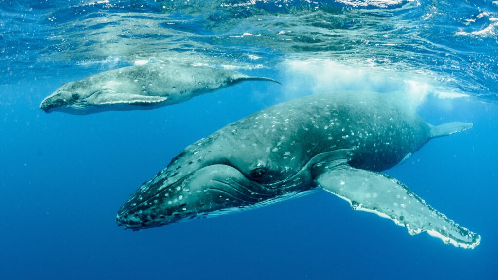 Humpback-whale-facts