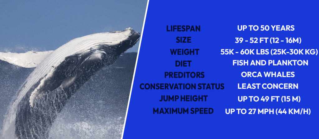 humpback-whale-facts