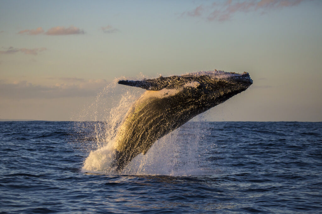 why-do-humpback-whales-jump