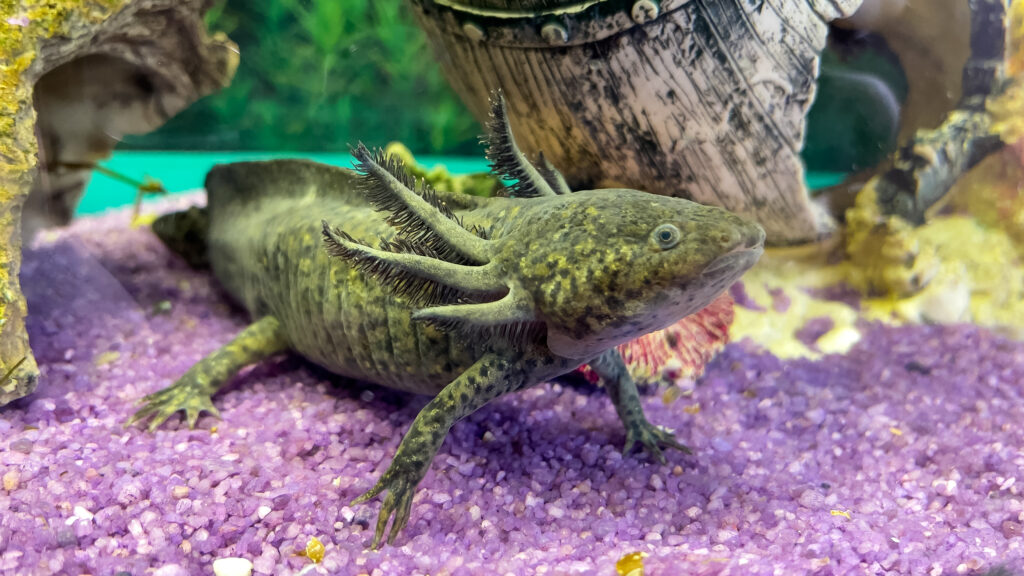 Underwater Axolotl portrait in an aquarium. Ambystoma mexicanum.