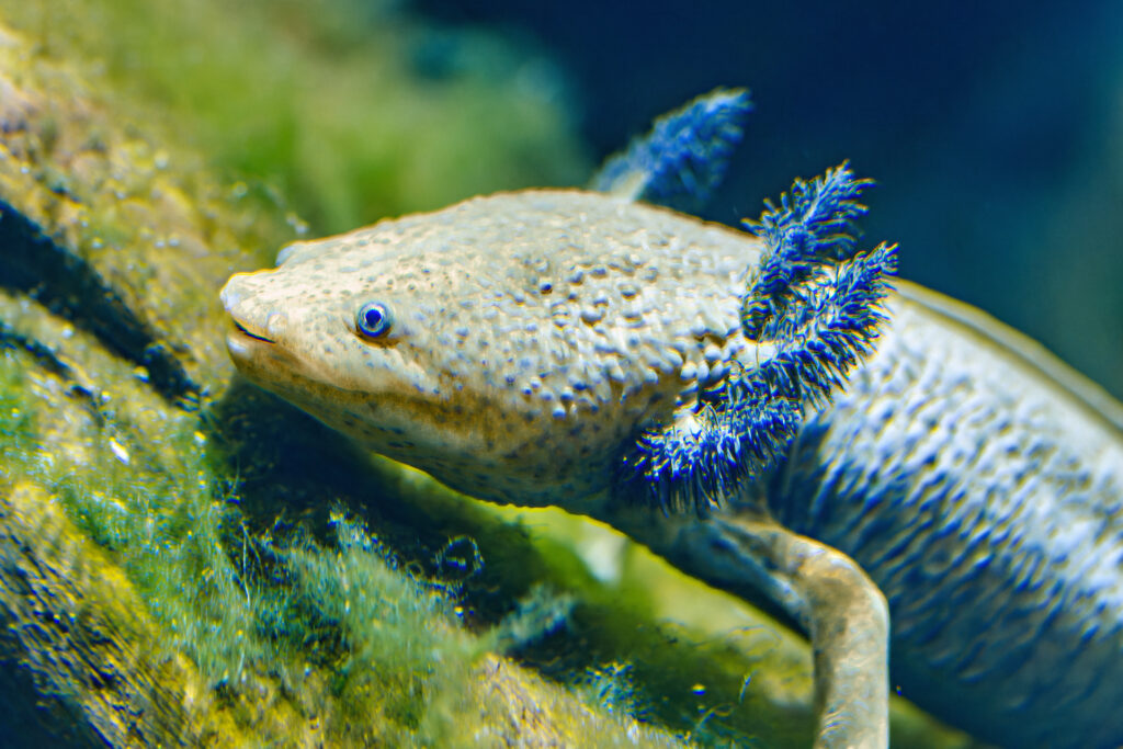 axolotl swimming