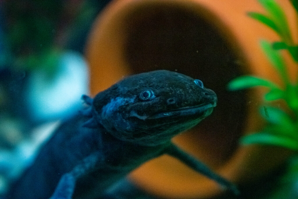 Closeup of the Ambystoma mexicanum. Axolotl, Mexican walking fish.