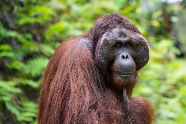 Closeup shot of an orangutan in a forest with a blurred background