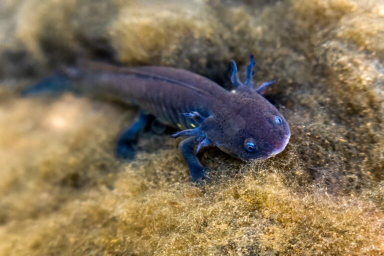 Grey axolotl in Mexican waters, showcasing its unique terrestrial features and vibrant fin