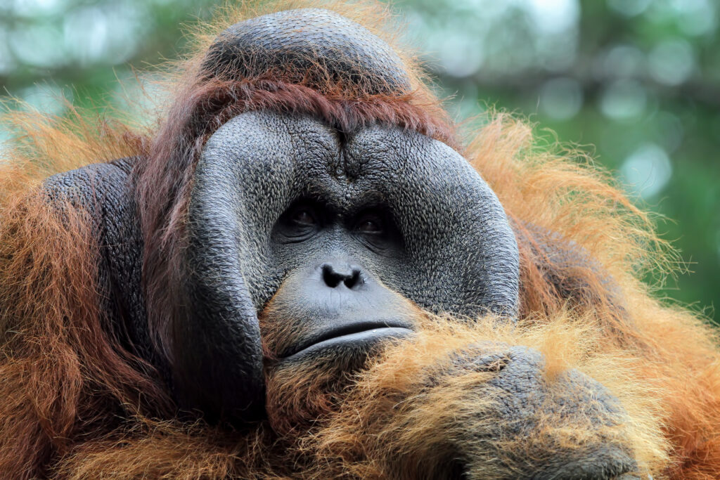 male-orangutan-sumatera-closeup-animal-closeup