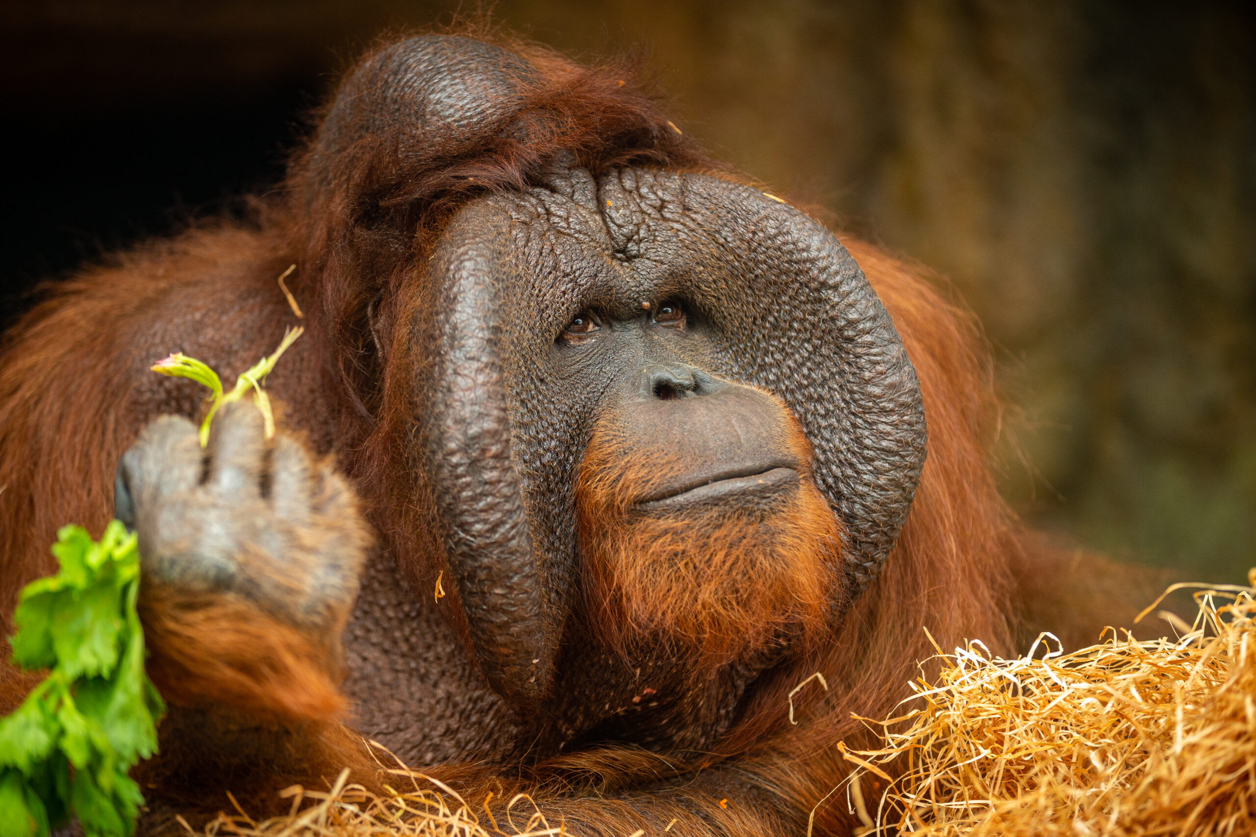 Orangutan_facts