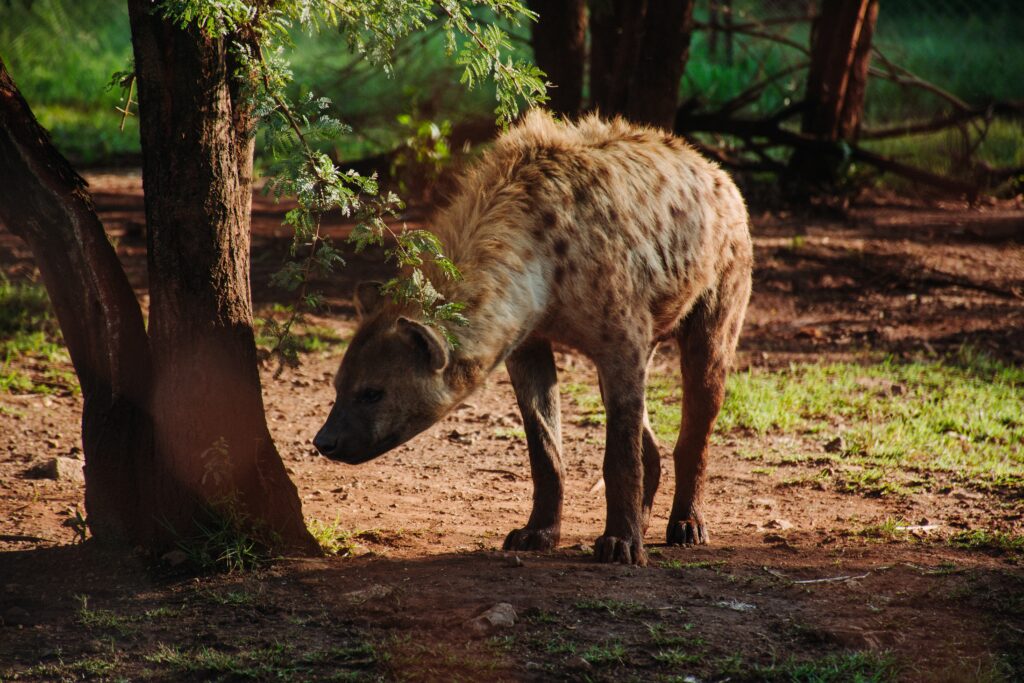 hyena