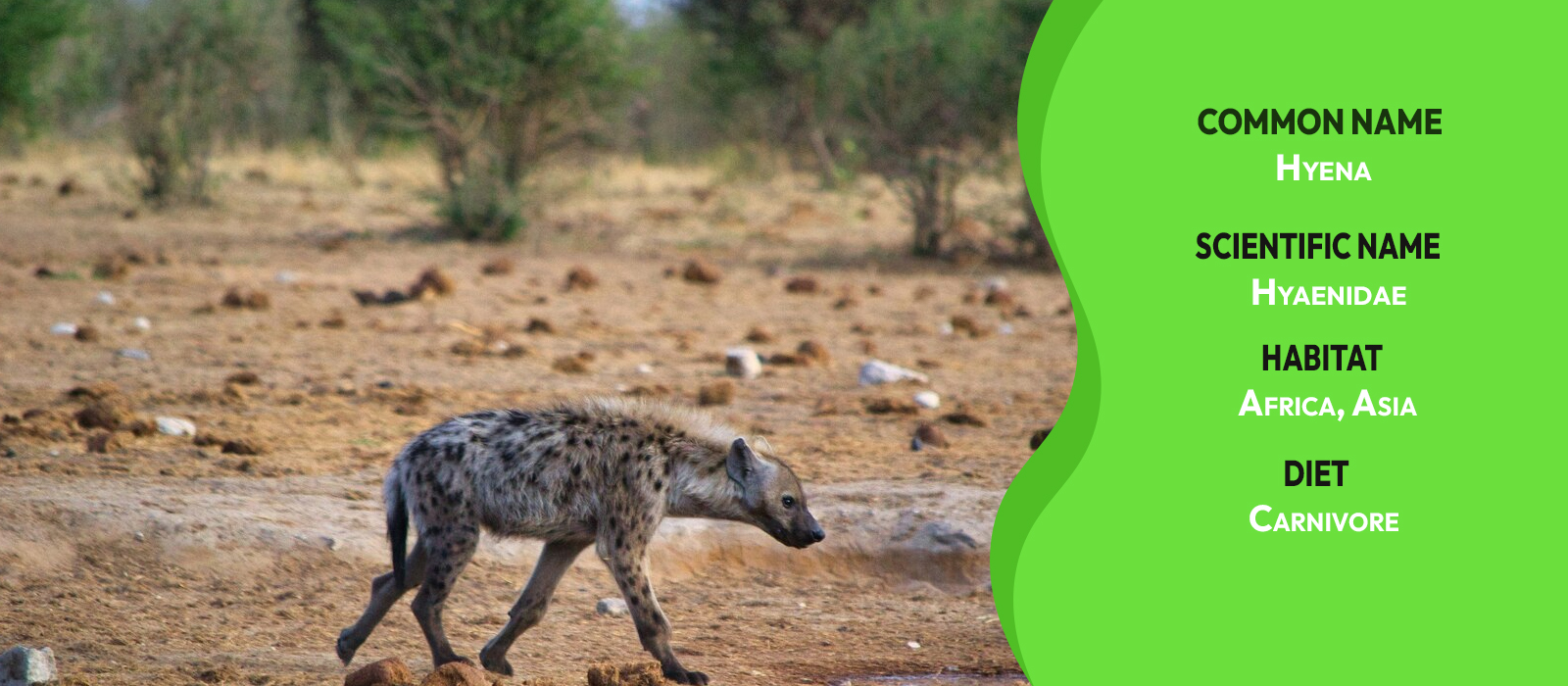 info about the hyena