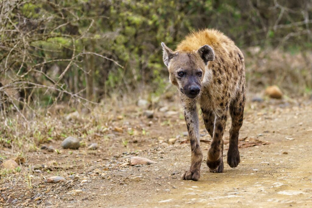 hyena