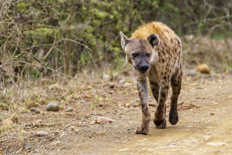 hyena