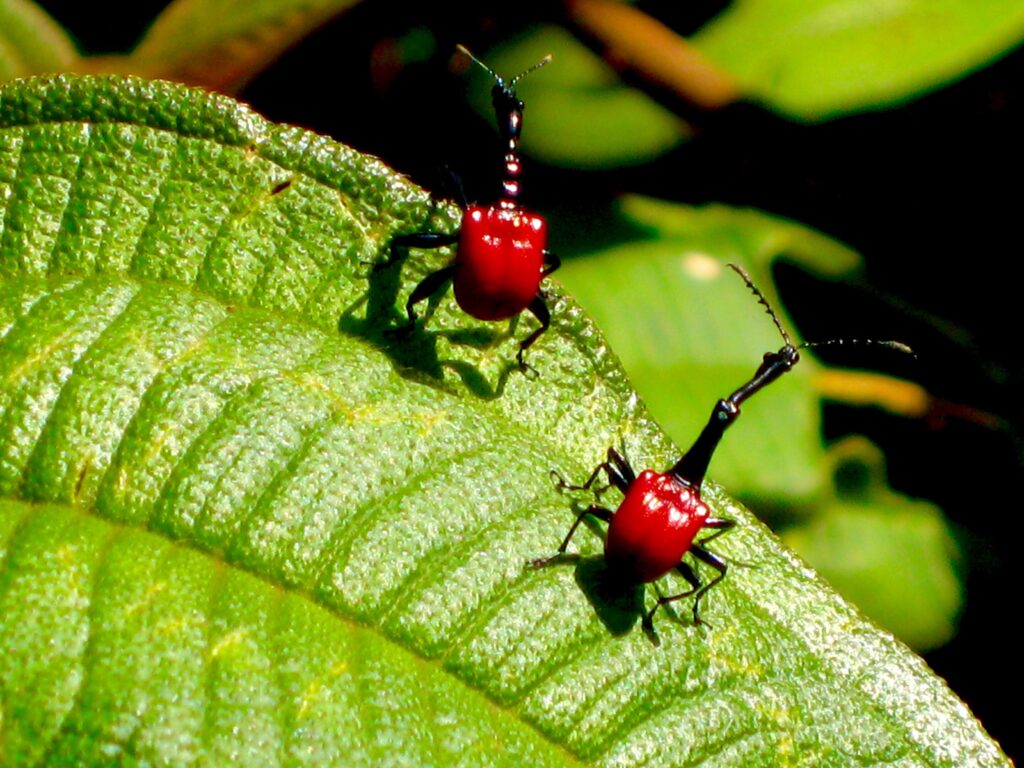 what_is_a_giraffe_weevil