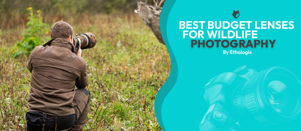 List-of-best-budget-lenses