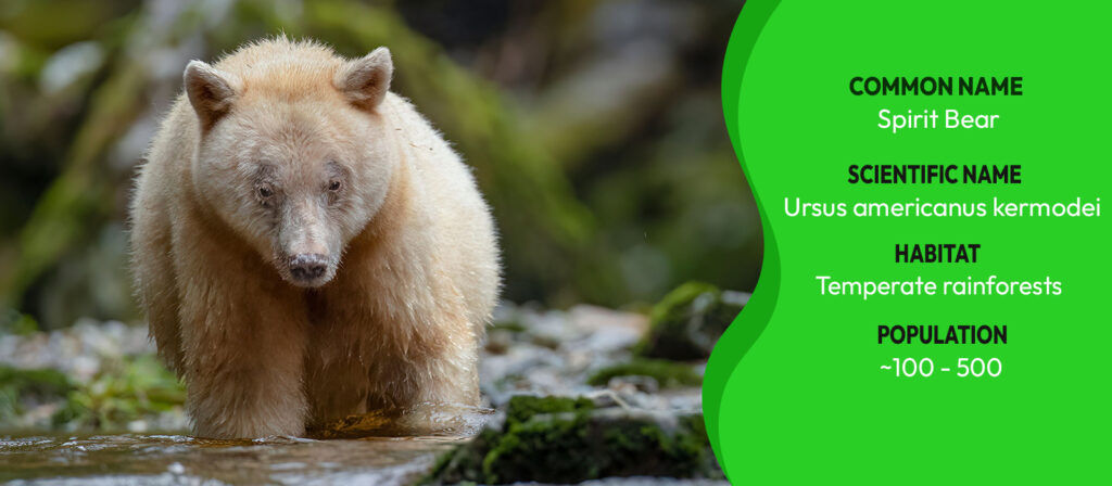 information-about-the-animal