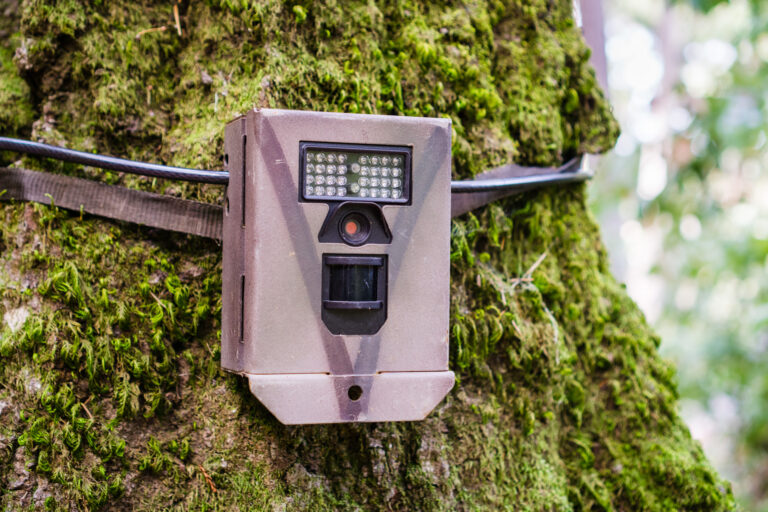 Wildlife trail camera strapped on a tree