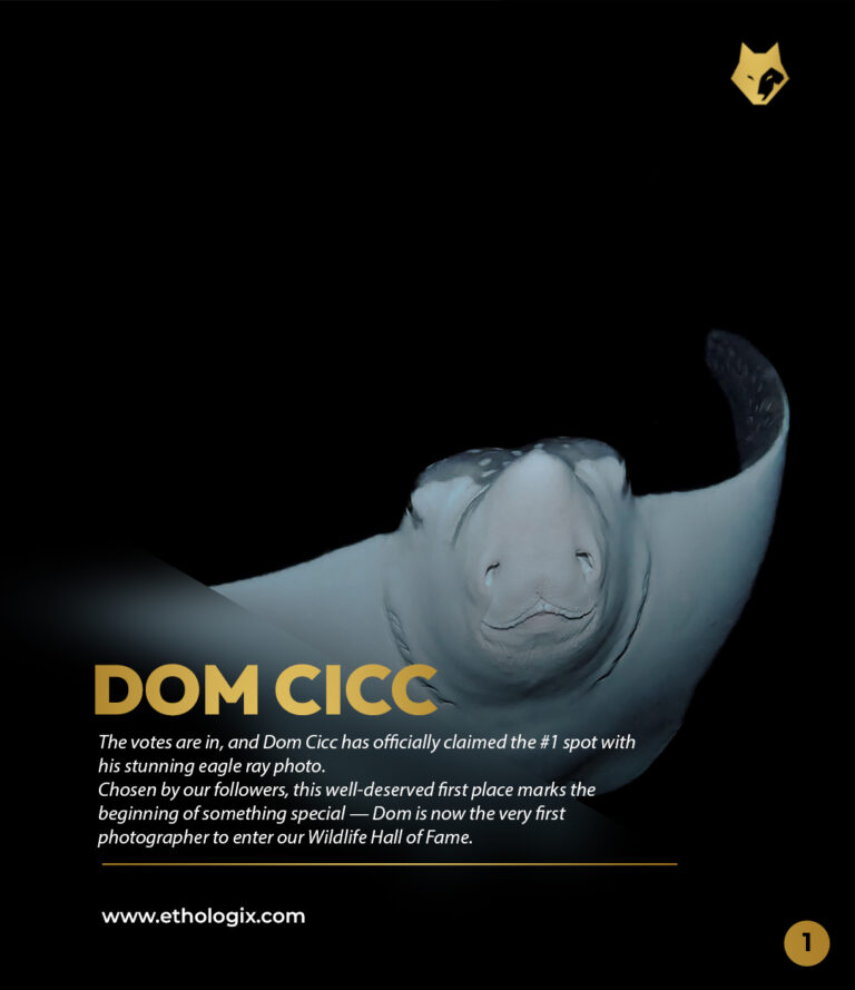 dom cicc