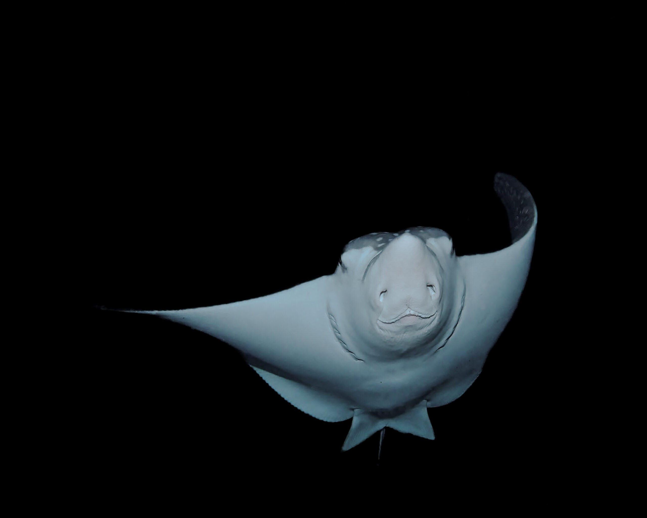 Manta Ray