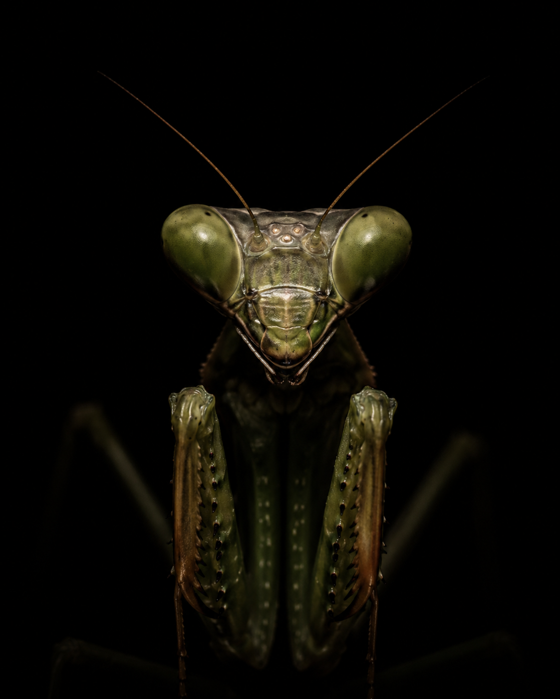 Creepy Creatures