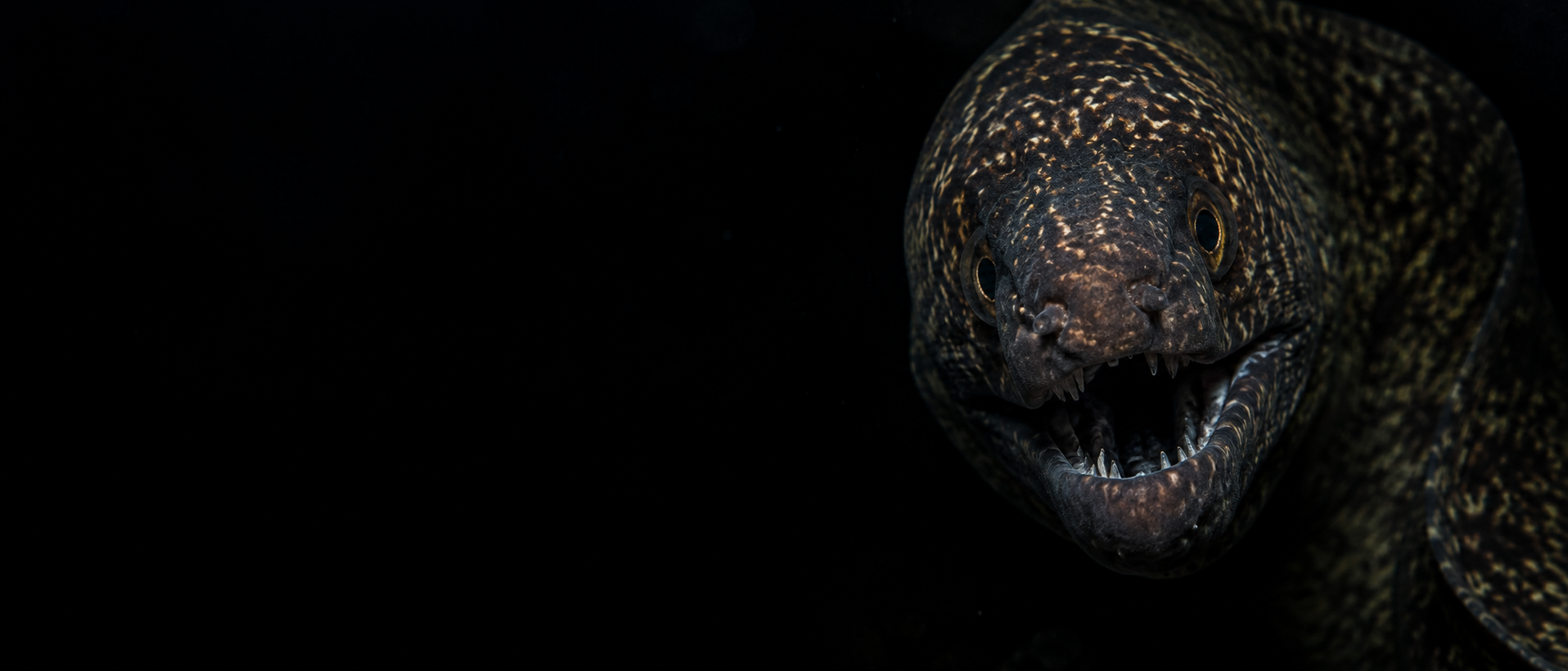 Aquatic wonders