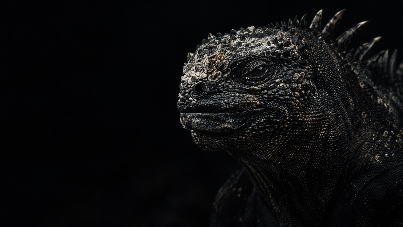 Quote about marine iguana