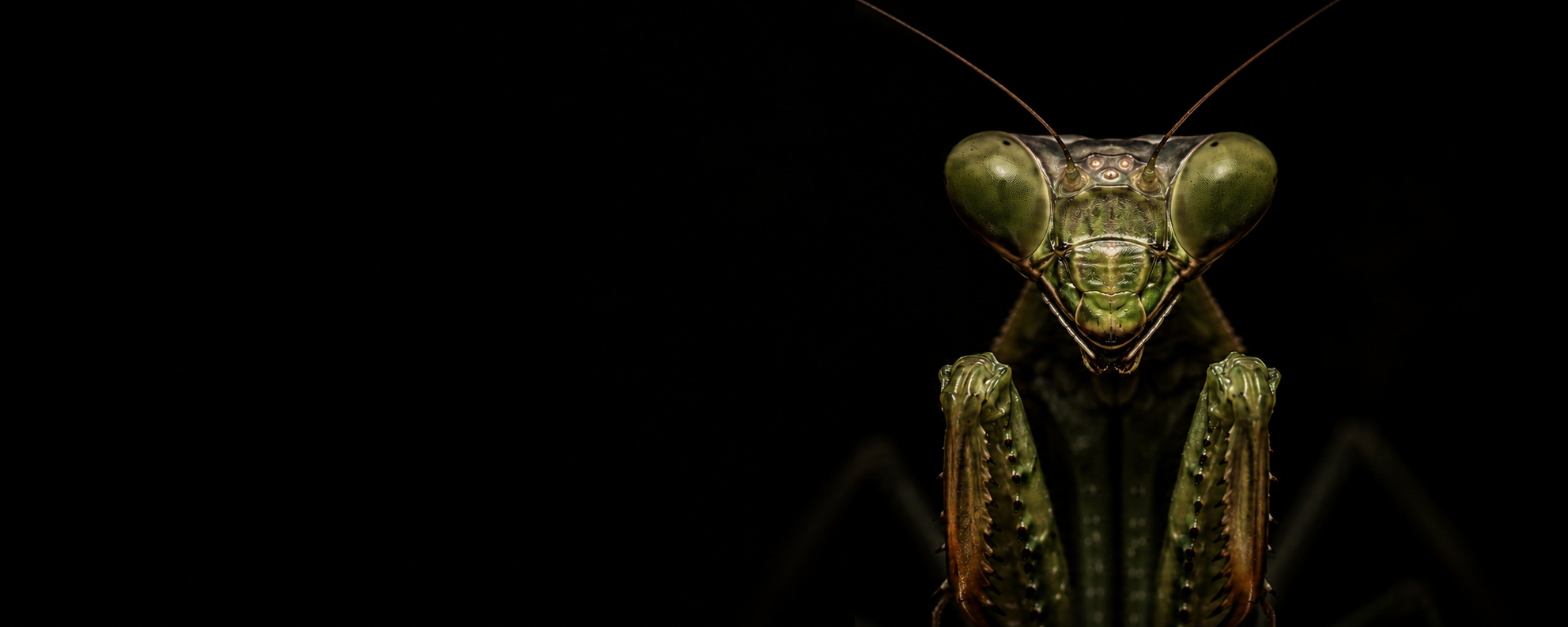 Creepy creatures