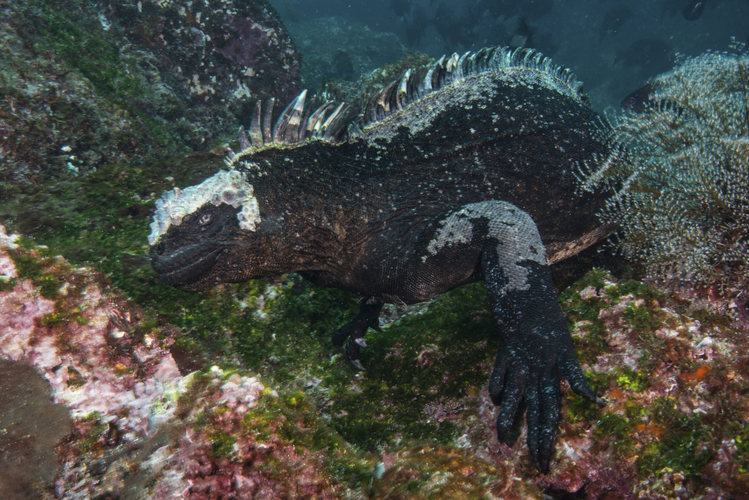 underwater photo of a marine iguana